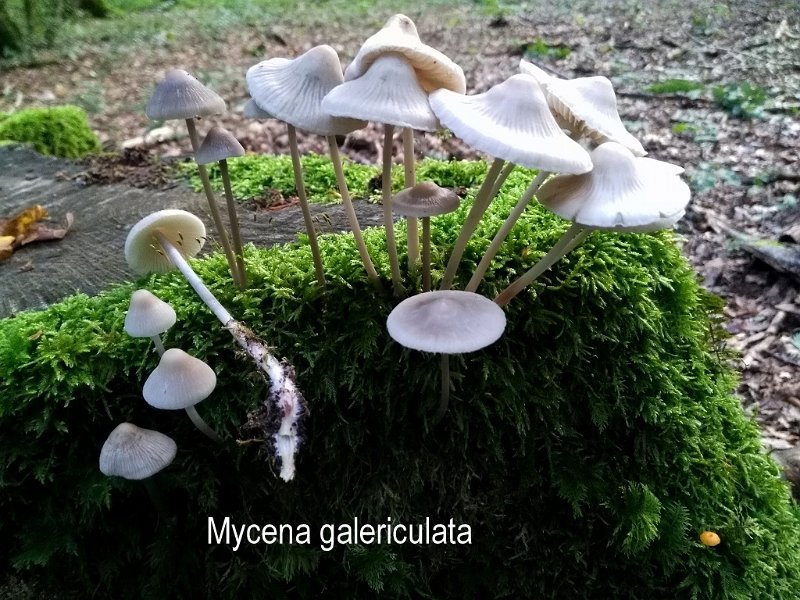 Mycena galericulata-amf1319-1.jpg - Mycena galericulata ; Non français: Mycène casquée